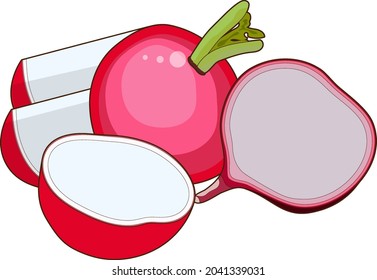 Radish for banners, flyers, posters, cards. Whole and half radishes. Fresh organic and healthy, diet and vegetarian vegetables. Cartoon style radish. Vector illustration isolated on white background