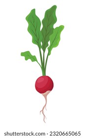 Radish beet vegetables growing. Plant showing root structure. Farm product for restaurant menu or market label. Organic and healthy food