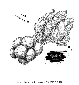 Radish bunch hand drawn vector illustration. Isolated Vegetable engraved style object. Detailed vegetarian food drawing. Farm market product. Great for menu, label, icon
