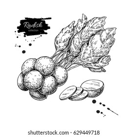 Radish bunch hand drawn vector illustration. Isolated Vegetable engraved style object. Detailed vegetarian food drawing. Farm market product. Great for menu, label, icon