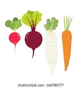 radish, carrot, beet root and daikon vector