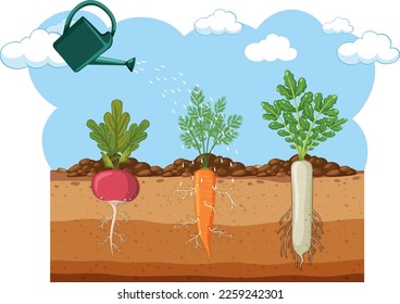 Radish carrot daikon in soil illustration