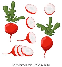 Radish cartoon icons set. Whole and sliced. Fresh food product element for sticker, grocery shop, farm store element.Vector illustration.