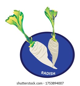 
radish  clip art.in the graphic arts,refers to pre-made images used to illustrate any medium. clip art 