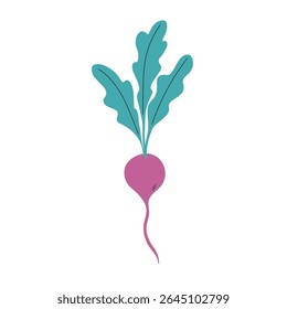 Croquis couleur radis sur fond isolé. Image vectorielle graphique de légumes, illustration botanique à plat. Radis biologique avec feuilles, nourriture, récolte. Conception pour étiquette, logo, carte, papier, signe, emballage