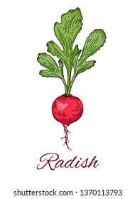 Radish colorful hand drawn sketch. Retro botanical art. Organic food, eco sketch. Vector illustration isolated on white background