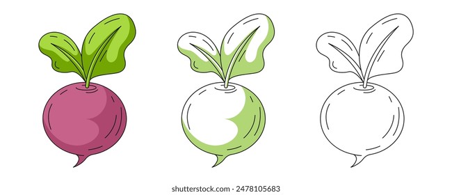 Radish, colorful and line icons set. Farm vegetable vector outline icon, monochrome and color illustration. Healthy nutrition, organic food, vegetarian product. For sticker, logo, coloring book