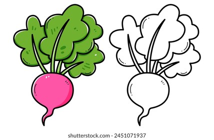 Radish coloring book with coloring example for kids. Coloring page with radish. Black and white and color version. Vector children's illustration.