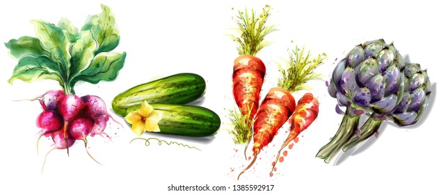 Radish, cucumber, carrots and artichoke Vegetables Vector watercolor isolated on whites