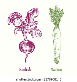  Radish and Daikon or mooli, Raphanus sativus. Ink black and white doodle drawing in woodcut style
