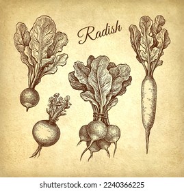 Radish, daikon and turnip. Ink sketch set on old paper background. Hand drawn vector illustration. Vintage style.