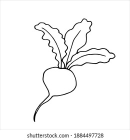 Radish. Doodle. Black and white image. Minimalism. For menu design and more. Coloring book. Vector