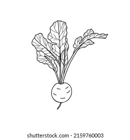 Radish doodle illustration in vector. Hand drawn radish illustration in vector. Radish doodle icon in vector.
