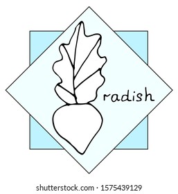 radish doodle on a beautiful background with the inscription. Vegetarian elements for your design. A series of food and drink and culinary ingredients. Hand-drawn illustration, collection object. Vect