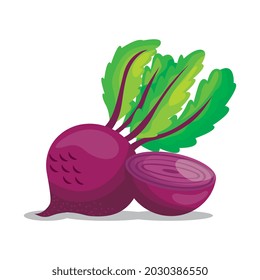dibujo de rábano aislado sobre fondo blanco. ilustración vectorial