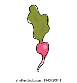 Radish is drawn with a single black line. Doodle style. The color green and pink spots lie under the main line. Linear style. Stock vector illustration. Isolated object. Simple illustration