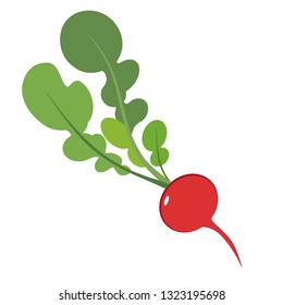 radish flat simple illustration. Kitchen cooking - vegetables and fruits series.