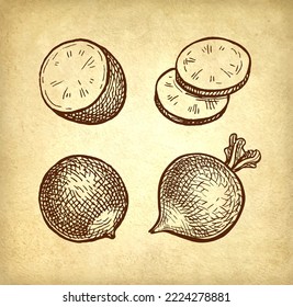 radish, food, vegetable, etching, ink, sketch, turnip, agriculture, botany, cooking, culinary, diet, engraving, fresh, gardening, garnish, hand drawn, harvest, haulm, healthy, illustration, ingredient