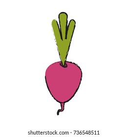 Radish fresh vegetable