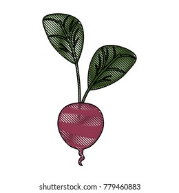 Radish fresh vegetable