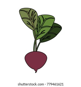 Radish fresh vegetable