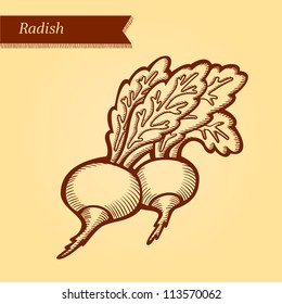 Radish, fresh vegetables. Retro style. Easily editable vector. Vegetable on the yellow retro background. Isolated vector.