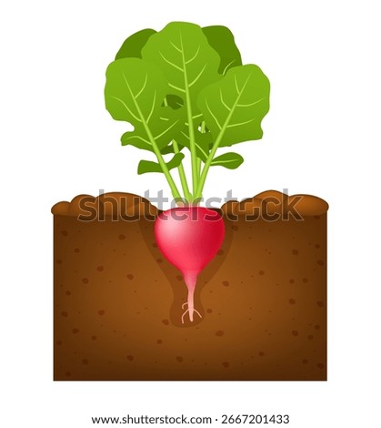 Radish in the garden. Red radish growing in the ground. Vector illustration.