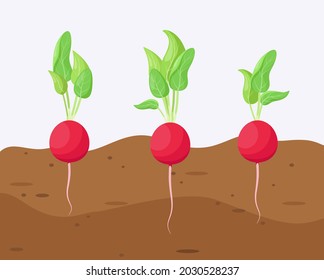 Radish in the garden. Ripe vegetables grow in the ground.