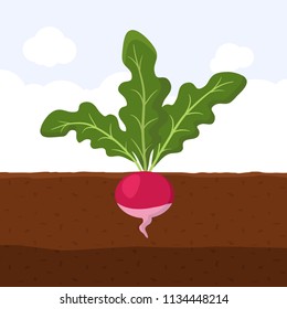 Radish with green leaves on top in soil, Fresh organic vegetable garden plant growing underground, Cartoon flat vector illustration.