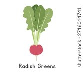 Radish Greens (Raphanus sativus) Flat Cartoon Vector Illustration. Red Radish