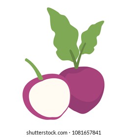 Radish half cut vegetable isolated