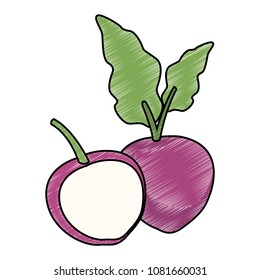 Radish half cut vegetable isolated scribble