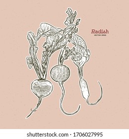 Radish, hand draw sketch vector.