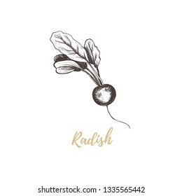 Radish Hand Drawing Sketch. Vector Radish Illustration