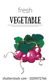 radish, hand drawing vector illustration isolated on white background