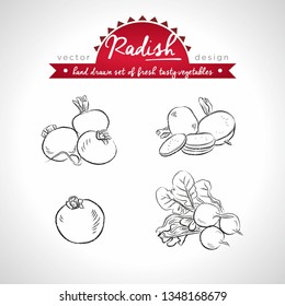Radish. Hand drawn collection of vector sketch detailed fresh vegetables. Isolated