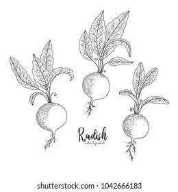 Radish hand drawn vector illustration. Isolated vegetable engraved style object. Detailed vegetarian food drawing. Farm market product. Great for menu, street festival, farmers market.
