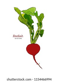 Radish hand drawn vector illustration set. Isolated Vegetable engraved style object with sliced pieces. Detailed vegetarian food drawing. Farm market product. Great for menu, label, icon