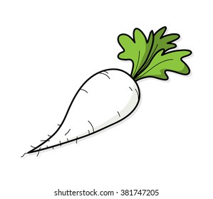 Radish, a hand drawn vector illustration of a radish (Raphanus Sativus).