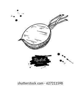 Radish hand drawn vector illustration. Isolated Vegetable engraved style object with sliced pieces. Detailed vegetarian food drawing. Farm market product. Great for menu, label, icon