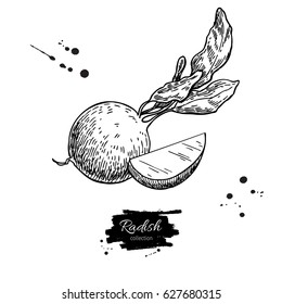 Radish hand drawn vector illustration. Isolated Vegetable engraved style object wirh sliced pieces. Detailed vegetarian food drawing. Farm market product. Great for menu, label, icon