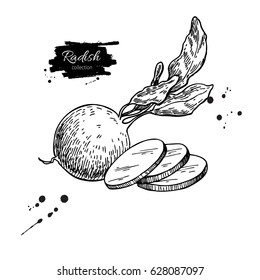 Radish hand drawn vector illustration. Isolated Vegetable engraved style object wirh sliced pieces. Detailed vegetarian food drawing. Farm market product. Great for menu, label, icon