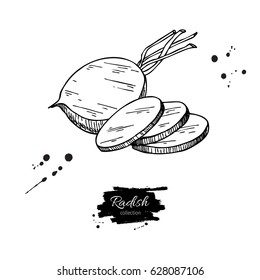Radish hand drawn vector illustration. Isolated Vegetable engraved style object wirh sliced pieces. Detailed vegetarian food drawing. Farm market product. Great for menu, label, icon