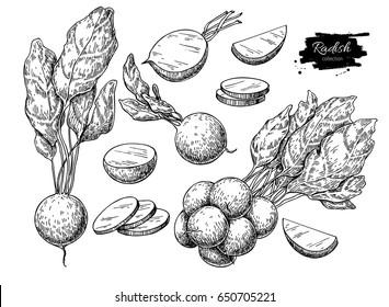 Ensemble d'illustrations vectorielles dessinées à la main. Objet de style gravé de légumes isolé avec des morceaux tranchés. Dessin végétarien détaillé. Produit du marché agricole. Icône idéale pour le menu, l'étiquette et l'icône