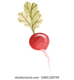 Radish icon in flat vector style. Isolated object, logo. Vegetables from the farm. Organic food from the garden. Vector illustration.