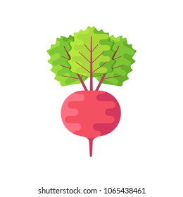 Radish icon vector. Radish sign on white background. Radish  icon for web and app