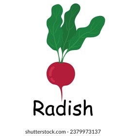 Radish illustration flat vector. Vegetables flashcard. Element for kitchen, cooking, super market, healthy lifestyle concept.