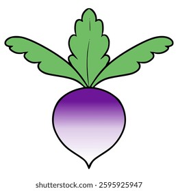 radish illustration hand drawn isolated vector
