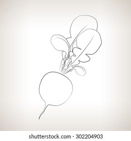 Radish ,Image Radish on a Light Background, Black and White Vector Illustration , Line Style
