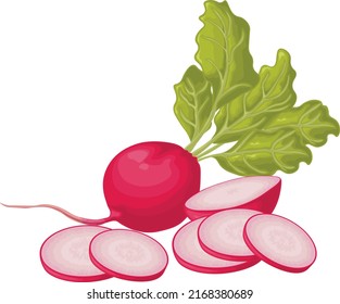 Radish. Image d'un radis mûr avec des feuilles. Du radis frais. Produit de vitamines du potager. Produit végétarien bio. Illustration vectorielle isolée sur fond blanc